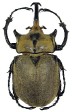 Megasoma nogueirai.jpg